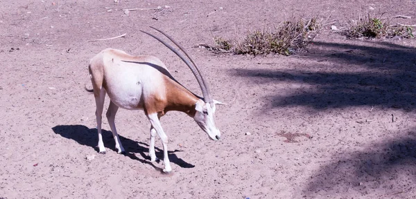 Scimitar Oryx Τρώνε Ένα Περίβλημα Στο Ζωολογικό Κήπο Της Γκίζας — Φωτογραφία Αρχείου