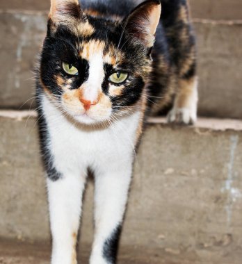 Duvarda oturmuş kameraya bakan harika bir kedi.