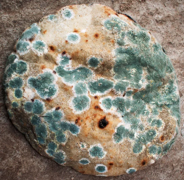 Ekmek kalıbı. Tarihten önceki en iyi zaman bu küflü yemekle uzun zaman önce sona erdi.. 