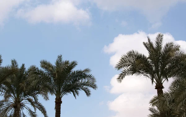 Küçük bulutlu mavi gökyüzü arkaplanı. Mavi gökyüzünde ve palmiye ağacında güzel bulutlar