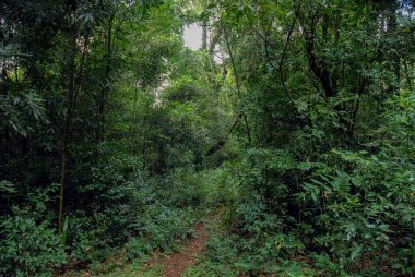 Misiones Eyaleti Ormanı Arjantin