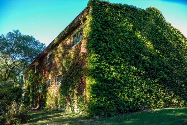 Sarmaşık kaplı çiftlik kulübesi