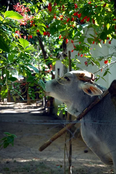 Una Vaca Comiendo Las Flores Una Planta Jardin — Stock fotografie