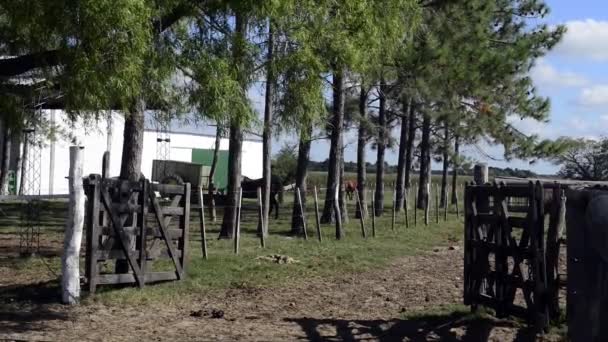 Gauchos Provincia Corrientes Montando Caballo — Video Stock