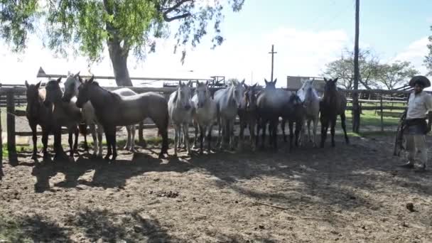 Gauchos Provincia Corrientes Montando Caballo — Vídeo de stock