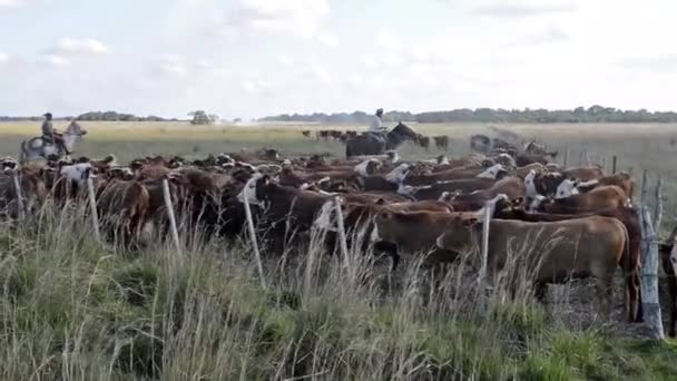 Gauchos Trabajando Con Ganado Rodeo Campo Abierto — Stock Video