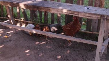 Pollos criados orgnicamente en la naturaleza