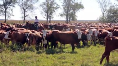 Gauchos trabadaddo con ganado rodeo en campo abierto