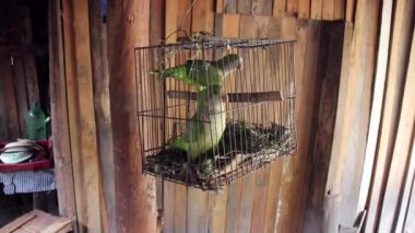 Loro comun americano, general se mantiene como masscota por su easy dad para hablar