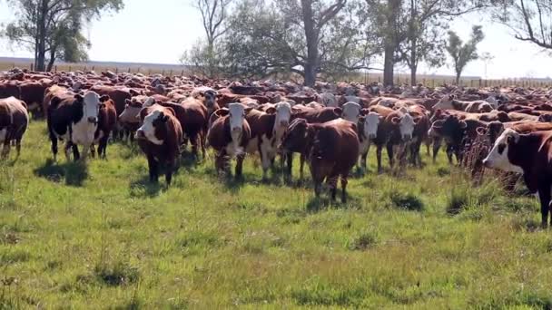 Gauchos Trabajando Con Ganado Rodeo Campo Abierto — Video