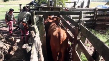 Escena de trabajo kırsal con rodeo de ganadera gaucha en Argentina