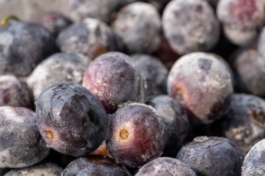 Dondurulmuş organik tarımdan yabanmersini ve tüketilmeye hazır.