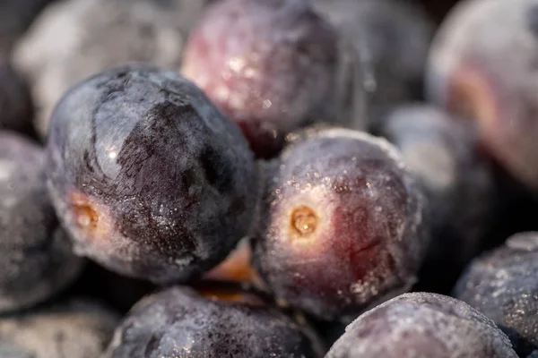Dondurulmuş organik tarımdan yabanmersini ve tüketilmeye hazır.