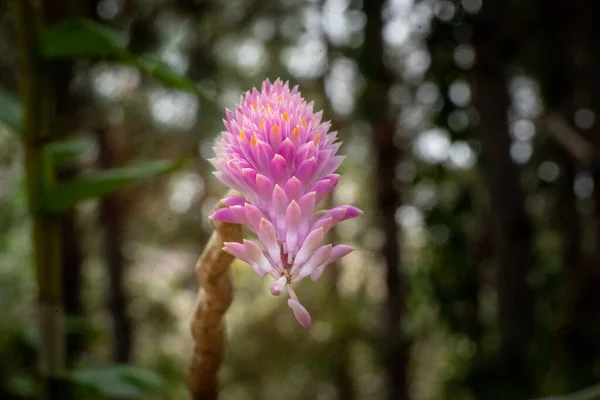 Ev bahçesinde organik yetiştirilmiş orkideler.