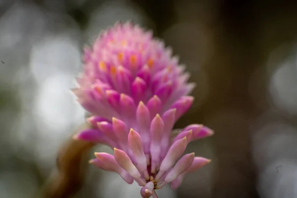 Ev bahçesinde organik yetiştirilmiş orkideler.