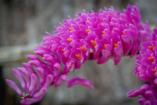 Ev bahçesinde organik yetiştirilmiş orkideler.