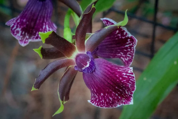 Ev bahçesinde organik yetiştirilmiş orkideler.
