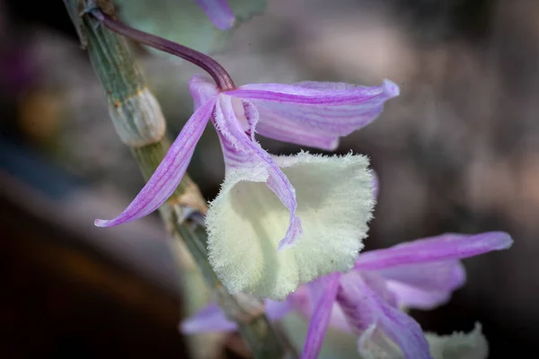 Ev bahçesinde organik yetiştirilmiş orkideler.