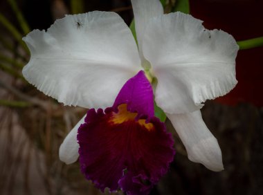 Bir ev bahçesinde doğal organik tarım ve kişisel bakım orkidesi.