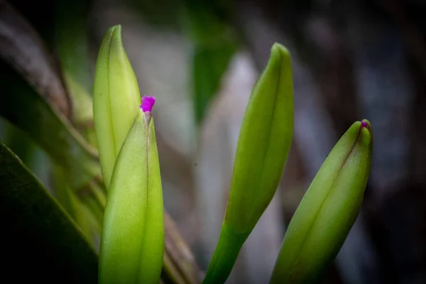 Küçük Orkide Çiçek Açmaya Başladı — Stok fotoğraf