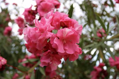 Güzel pembe oleander. Parkta güzel çiçek.