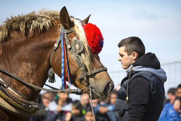 Sofia Bulgaria März 2017 Pferde Und Ihre Besitzer Nehmen Einem — Stockfoto