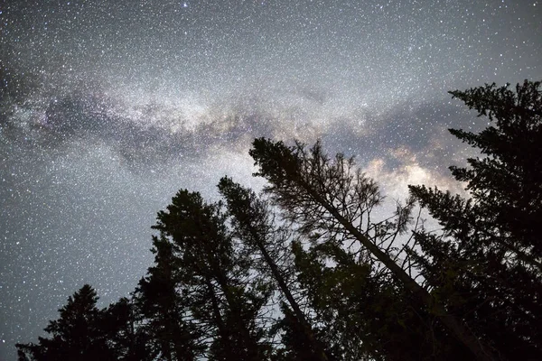 A view of the stars of the Milky Way with a pine trees forest silhouette in the foreground. Night sky nature summer landscape. Perseid Meteor Shower observation.
