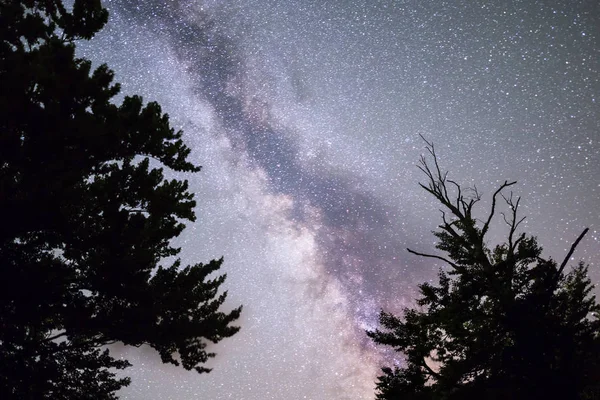 前景の松の木フォレスト シルエットと天の川の星の眺め 夜空自然夏風景 ペルセウス座流星群観測 — ストック写真