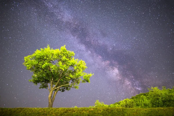天の川の星の眺め 手前の山の高い梅と緑の梅の木 夜空自然夏風景 ペルセウス座流星群観測 — ストック写真
