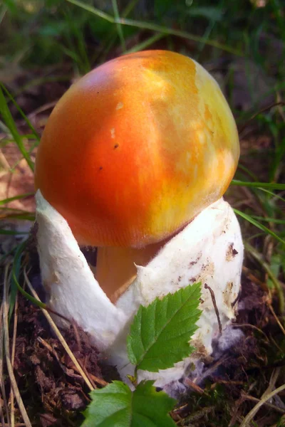 Amanita Caesarea Commonly Known Caesar Mushroom Highly Regarded Edible Mushroom — Stock Photo, Image