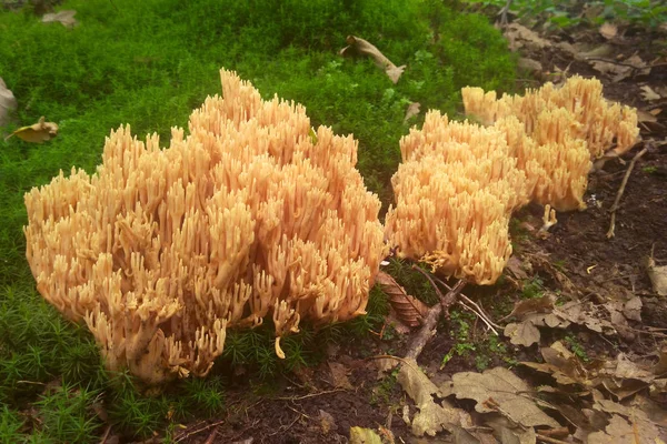 Ramaria Flava Yellow Edible Coral Mushroom Found Widely Europe Also — Stock Photo, Image
