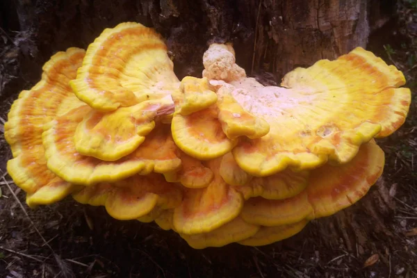 Laetiporus Sulphureus Species Bracket Fungus Fungi Grow Trees Found Europe — Stock Photo, Image