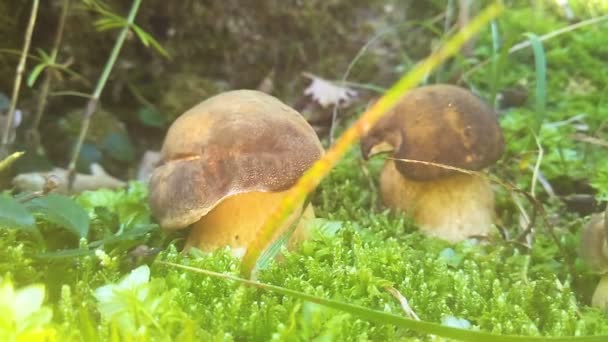 Steinpilz Aereus Der Dunkle Steinpilz Ist Ein Sehr Geschätzter Und — Stockvideo