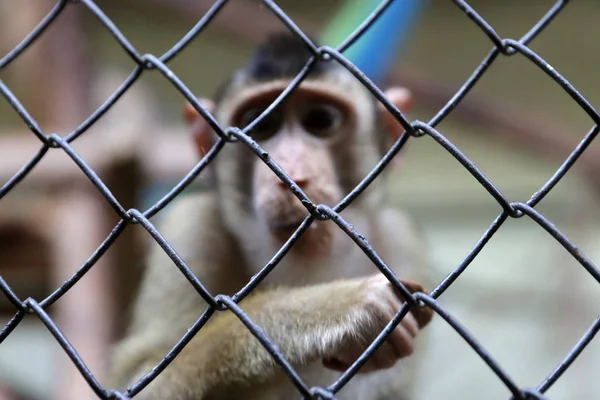 Monkey Captivity Metal Fence — Stock Photo, Image