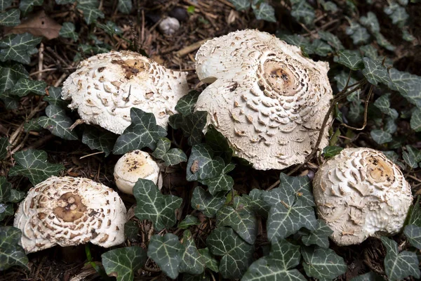 Five Macrolepiota Procera Mushrooms Ground Forest — Stock Photo, Image
