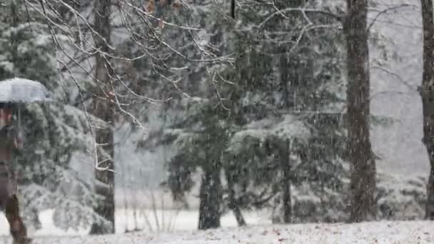 Старик Гуляет Парку Зонтиком Время Снегопада Сосредоточьтесь Ветвях Переднем Плане — стоковое видео