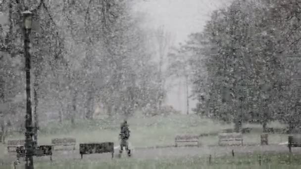 Una Persona Camina Parque Durante Una Fuerte Nevada — Vídeo de stock