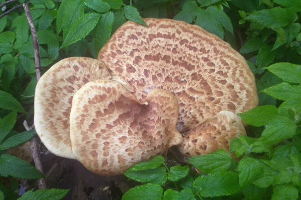 Polyporus squamosus mushroom — Stock Photo, Image