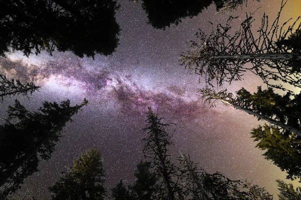 Пурпурный Млечный путь падающих звезд сосен силуэт — стоковое фото