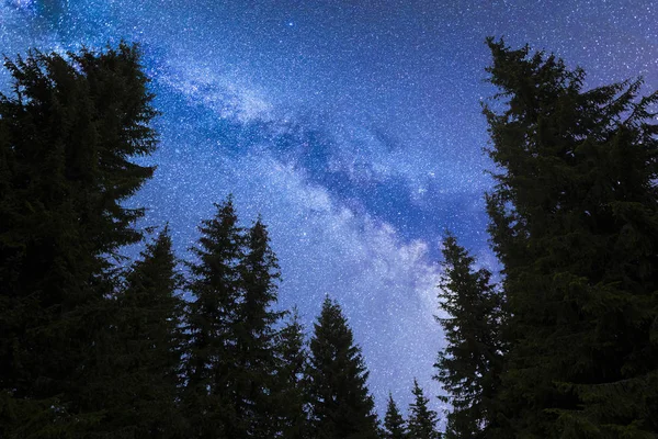 Синій Чумацький шлях падіння зірки сосни силует — стокове фото