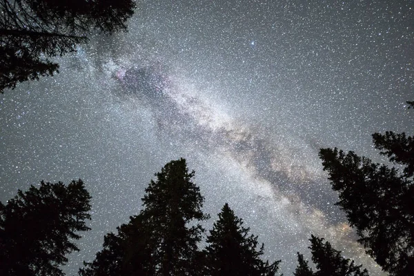 Pino silhouette Via Lattea cielo notturno — Foto Stock