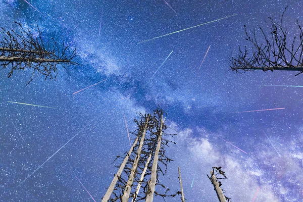Blu Via Lattea stelle cadenti pini illuminati — Foto Stock