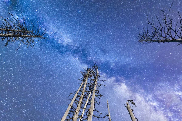 Azul Via Láctea estrelas caindo pinheiros iluminados — Fotografia de Stock