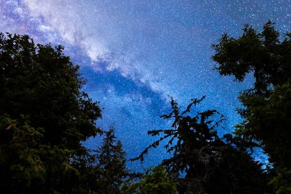 A view of the stars of the blue Milky Way with pine trees forest silhouette in the foreground. Night sky nature summer landscape. Perseid Meteor Shower observation.
