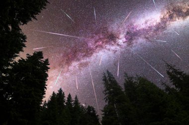 A view of a Meteor Shower and the purple Milky Way with pine trees forest silhouette in the foreground. Perseid Meteor Shower observation. Night sky nature summer landscape. Colorful shooting stars. clipart