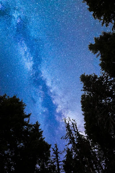 Вид Звезды Синего Млечного Пути Силуэтом Соснового Леса Переднем Плане — стоковое фото
