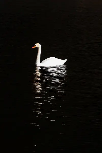 Bílá labuť v řece — Stock fotografie