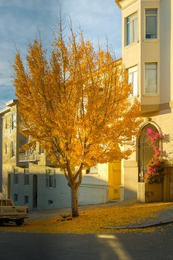 Caddedeki güzel gingko ağacı