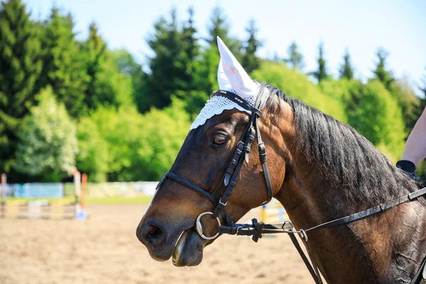 Das Pferd Auf Einer Reiterveranstaltung — Stockfoto