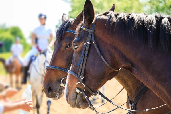 Cheval Sur Événement Équestre — Photo